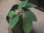 画像2: Homalomena sp. "Sunshine" BNN from Sibolga timur【AZ0322-2】緑葉赤軸 (2)