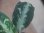 画像4: Aglaonema pictum "ちゃんぷーる" from Padang Sidempuan【AZ0322-1f】