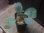画像2: Homalomena sp. "銀甲冑" BNN from Sibolga timur【AZ0322-2】 (2)