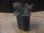 画像4: Homalomena sp. "Sunshine" BNN from Sibolga timur【AZ0322-2】赤茶葉 (4)