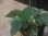 画像3: Homalomena sp. "Sunshine" BNN from Sibolga timur【AZ0322-2】緑葉緑軸 (3)