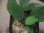 画像3: Homalomena sp. "Sunshine" BNN from Sibolga timur【AZ0322-2】緑葉赤軸 (3)
