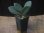 画像5: Homalomena sp. "銀甲冑" BNN from Sibolga timur【AZ0322-2】赤軸 (5)