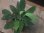 画像1: Homalomena sp. "Sunshine" BNN from Sibolga timur【AZ0322-2】緑葉赤軸 (1)