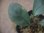 画像3: Homalomena sp. "銀甲冑" BNN from Sibolga timur【AZ0322-2】 (3)
