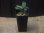 画像4: Homalomena sp. "Sunshine" BNN from Sibolga timur【AZ0322-2】緑葉赤軸 (4)