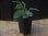 画像4: Homalomena sp. "Sunshine" BNN from Sibolga timur【AZ0322-2】緑葉緑軸 (4)