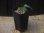 画像4: Homalomena sp. "Sunshine" BNN from Sibolga timur【AZ0322-2】緑葉緑軸 (4)