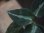 画像2: Aglaonema pictum "ちゃんぷーる" from Padang Sidempuan【AZ0322-1h】 (2)