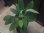 画像2: Homalomena sp. "Sunshine" BNN from Sibolga timur【AZ0322-2】緑葉赤軸 (2)