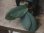 画像3: Homalomena sp. "銀甲冑" BNN from Sibolga timur【AZ0322-2】赤軸 (3)