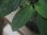 画像3: Homalomena sp. "Sunshine" BNN from Sibolga timur【AZ0322-2】緑葉赤軸 (3)