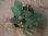画像2: Homalomena sp. "Sunshine" BNN from Sibolga timur【AZ0322-2】緑葉緑軸 (2)