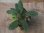 画像1: Homalomena sp. "Sunshine" BNN from Sibolga timur【AZ0322-2】緑葉緑軸 (1)