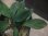 画像3: Homalomena sp. "Sunshine" BNN from Sibolga timur【AZ0322-2】緑葉赤軸 (3)