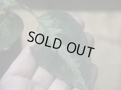 画像3: Aglaonema pictum "ちゃんぷーる" from Padang Sidempuan【AZ0322-1e】