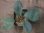 画像1: Homalomena sp. "銀甲冑" BNN from Sibolga timur【AZ0322-2】 (1)
