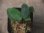 画像1: Homalomena sp. "Sunshine" BNN from Sibolga timur【AZ0322-2】緑葉赤軸 (1)