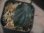 画像3: Aglaonema pictum "ちゃんぷーる" from Padang Sidempuan【AZ0322-1c】 (3)