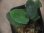 画像3: Homalomena sp. "Sunshine" BNN from Sibolga timur【AZ0322-2】緑葉赤軸 (3)