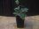 画像4: Homalomena sp. "Sunshine" BNN from Sibolga timur【AZ0322-2】緑葉緑軸 (4)