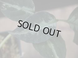 画像2: Aglaonema pictum "ちゃんぷーる" from Padang Sidempuan【AZ0322-1e】