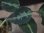 画像2: Aglaonema pictum "ちゃんぷーる" from Padang Sidempuan【AZ0322-1e】 (2)