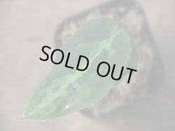 画像2: Aglaonema pictum "Multicolor" BNN from Sibolga timur【AZ0218-3】2号機