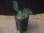 画像5: Homalomena sp. "Sunshine" BNN from Sibolga timur【AZ0322-2】緑葉赤弱（軸） (5)