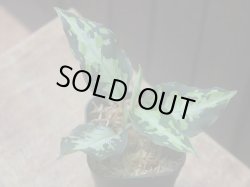 画像2: Aglaonema pictum "type NIRVASH" from Pulau Nias【AZ0611-3】verMES
