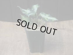 画像5: Aglaonema pictum "type NIRVASH" from Pulau Nias【AZ0611-3】verMES