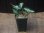 画像5: Aglaonema pictum "type NIRVASH" from Pulau Nias【AZ0611-3】verMES (5)
