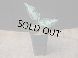 画像5: Aglaonema pictum "type NIRVASH" from Pulau Nias【AZ0611-3】verMES