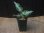 画像5: Aglaonema pictum "type NIRVASH" from Pulau Nias【AZ0611-3】verMES (5)