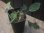 画像3: Homalomena sp. "Sunshine" BNN from Sibolga timur【AZ0322-2】緑葉赤軸 (3)