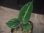 画像1: Aglaonema pictum "Multicolor" BNN from Sibolga timur【AZ0218-3】2号機 (1)