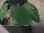 画像4: Homalomena sp. "Sunshine" BNN from Sibolga timur【AZ0322-2】緑葉赤弱（軸） (4)