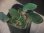画像1: Homalomena sp. "Sunshine" BNN from Sibolga timur【AZ0322-2】緑葉赤軸 (1)