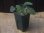 画像5: Homalomena sp. "Sunshine" BNN from Sibolga timur【AZ0322-2】緑葉赤軸 (5)