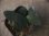 画像1: Homalomena sp. "Sunshine" BNN from Sibolga timur【AZ0322-2】赤茶葉 (1)