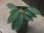 画像2: Homalomena sp. "Sunshine" BNN from Sibolga timur【AZ0322-2】緑葉赤弱（軸） (2)