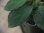 画像4: Homalomena sp. "Sunshine" BNN from Sibolga timur【AZ0322-2】緑葉赤弱（軸） (4)
