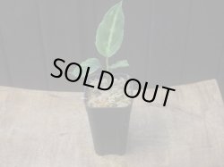 画像3: Aglaonema pictum "Multicolor" BNN from Sibolga timur【AZ0218-3】2号機