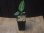 画像3: Aglaonema pictum "Multicolor" BNN from Sibolga timur【AZ0218-3】2号機 (3)