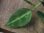 画像2: Aglaonema pictum "Multicolor" BNN from Sibolga timur【AZ0218-3】2号機 (2)