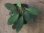 画像1: Homalomena sp. "Sunshine" BNN from Sibolga timur【AZ0322-2】緑葉赤弱（軸） (1)