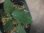 画像4: Homalomena sp. "Sunshine" BNN from Sibolga timur【AZ0322-2】緑葉赤軸 (4)