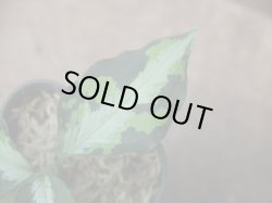画像4: Aglaonema pictum "type NIRVASH" from Pulau Nias【AZ0611-3】verMES