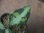 画像4: Aglaonema pictum "type NIRVASH" from Pulau Nias【AZ0611-3】verMES (4)