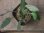 画像1: Homalomena sp. "Sunshine" BNN from Sibolga timur【AZ0322-2】緑葉赤軸 (1)